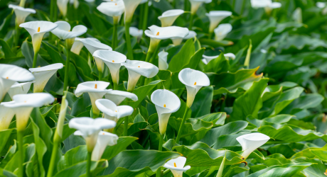 Consignes de plantation des tubercules de Calla