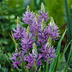 Camassia quamash – Jacinthe des Indiens