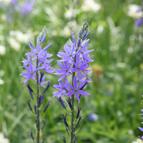Camassia quamash – Jacinthe des Indiens