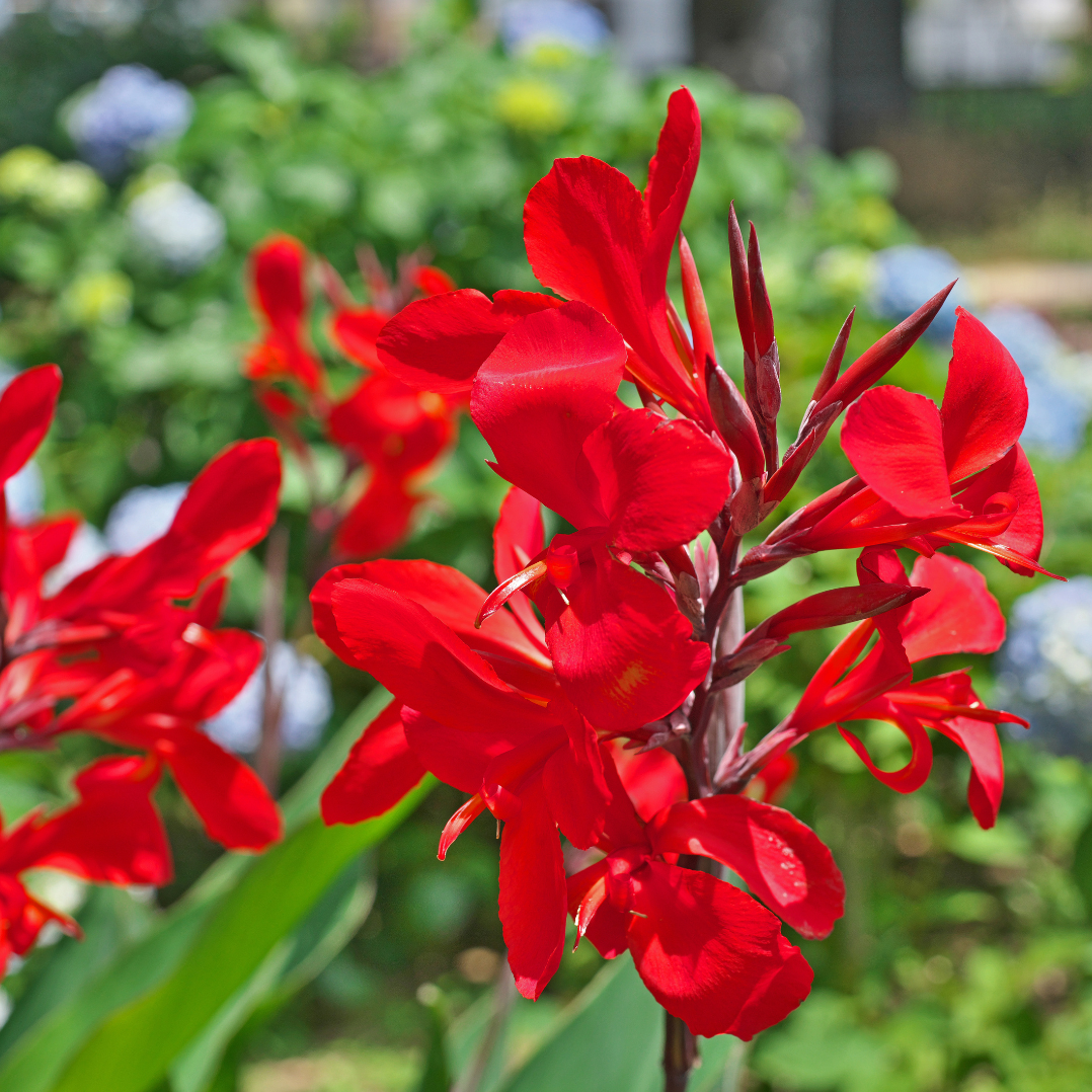 https://www.lesbulbesafleurs.com/resize/canna-rood-1_5013765090948.png/0/1100/True/canna-rouge.png
