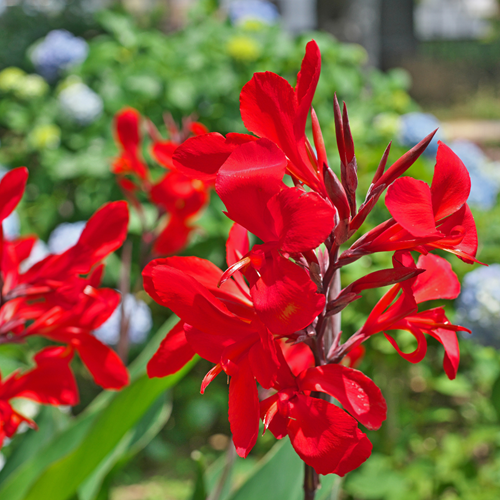 Canna Rouge