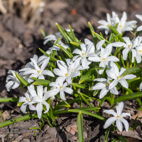 Chionodoxa luciliae Alba - Gloire des neiges