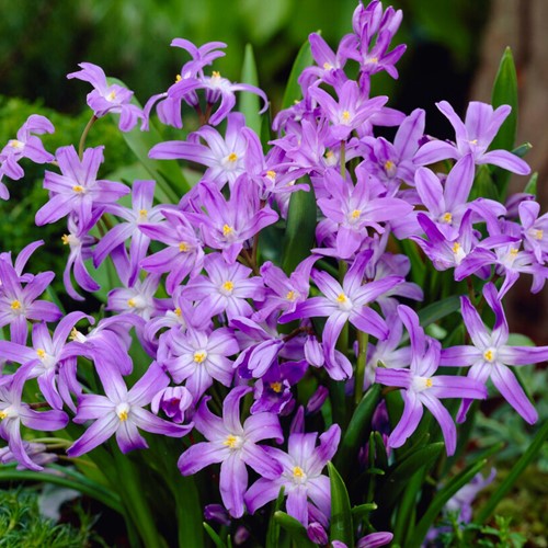 Chionodoxa luciliae - Gloire des neiges