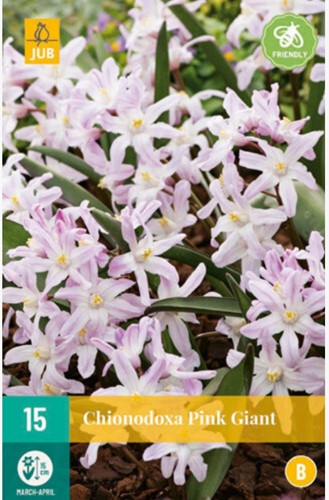 Chionodoxa Pink Giant - Gloire des Neiges