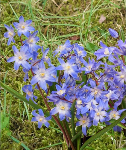Chionodoxa luciliae - Gloire des neiges