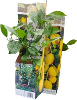 Citronnier - Citrus limon-2