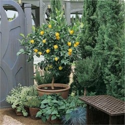 Citronnier - Citrus limon