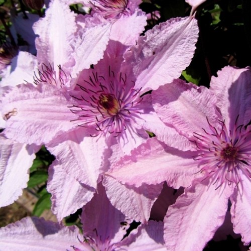 Clematis Hagley Hybrid - Clématite
