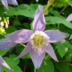 Clematis Macropetala - Clématite