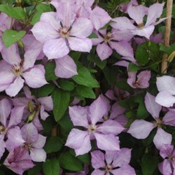 Clematis Margaret Hunt - Clématite