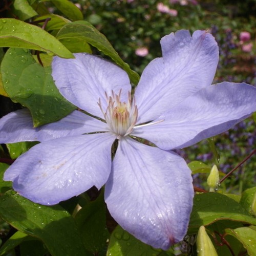 Clematis Mrs. Cholmondeley - Clématite