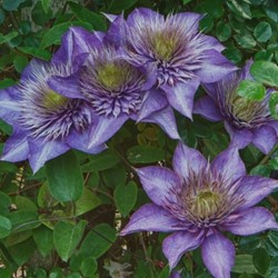 Clematis Multi Blue - Clématite