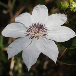 Clematis Snow Queen - Clématite