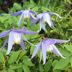 Clematis Alpina - Clématite des Alpes