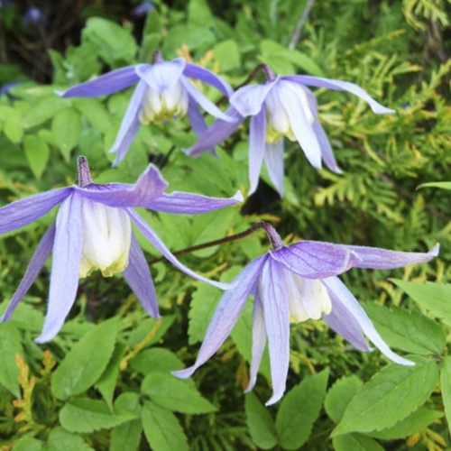 Clematis Alpina - Clématite des Alpes