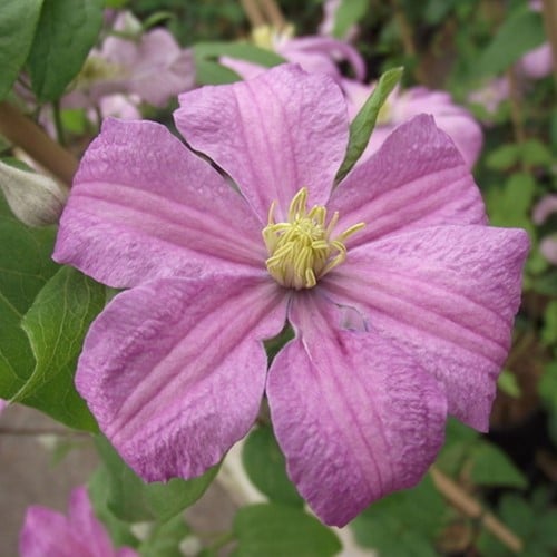 Clematis Comtesse de Bouchaud - Clématite
