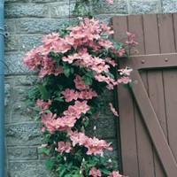 Clematis Comtesse de Bouchard - Clématite