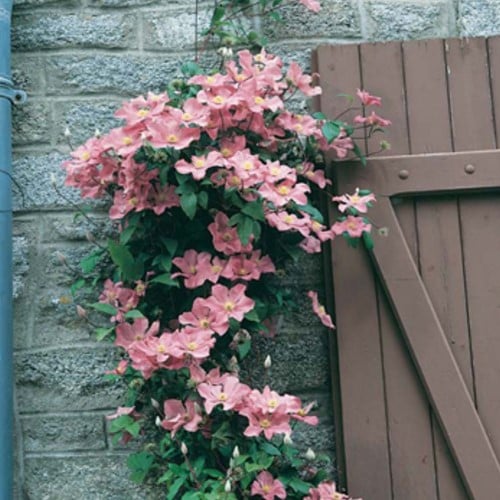 Clematis Comtesse de Bouchard - Clématite