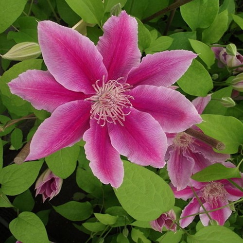Clematis Dr. Ruppel - Clématite