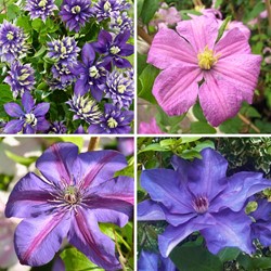 Clématites Grimpantes Mix Violet & Rose - Clematis (Pack de Quatre)