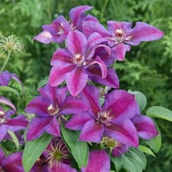 Clématite Mrs. N. Thompson - Clematis