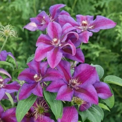 Clématite Mrs. N. Thompson - Clematis