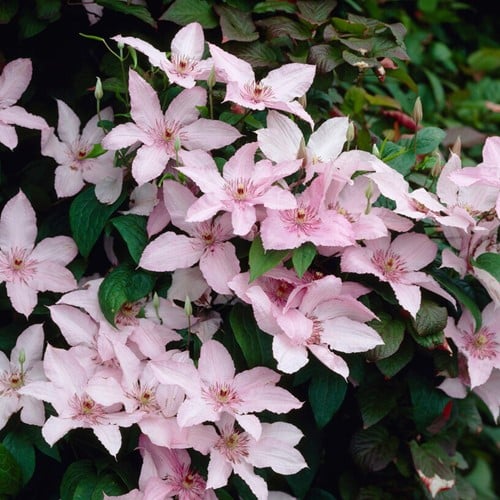 Clematis Pink Fantasy - Clématite