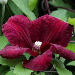 Clematis Rouge Cardinal - Clématite