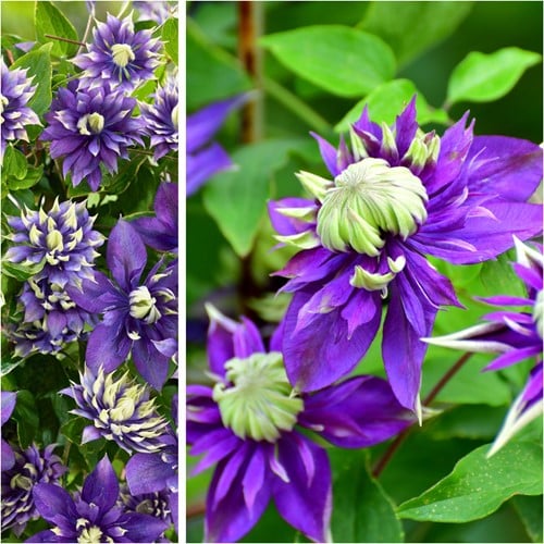 Clematis Taiga – Clématite