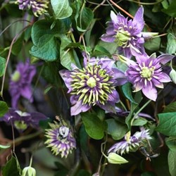 Clematis Taiga – Clématite