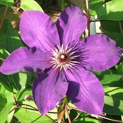 Clematis Warszawska Nike - Clématite