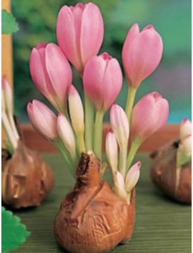 Colchicum The Giant - Safran de près