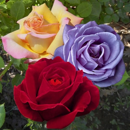 Collection Rosiers à Grande fleurs et Parfumé - Rosa