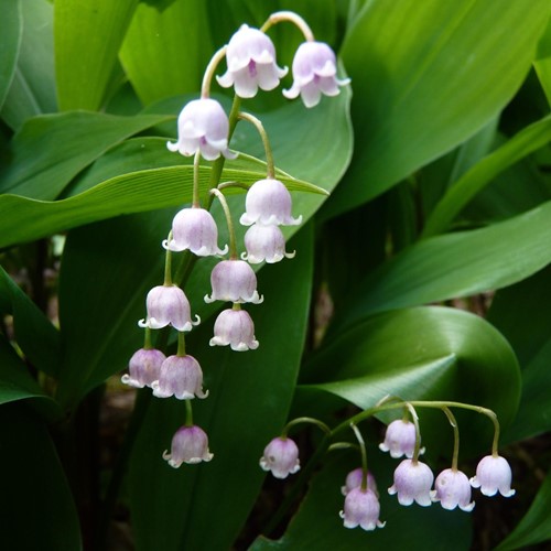 Muguet Rose - Convallaria Majalis