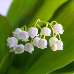 Convallaria Majalis - Muguet de Mai