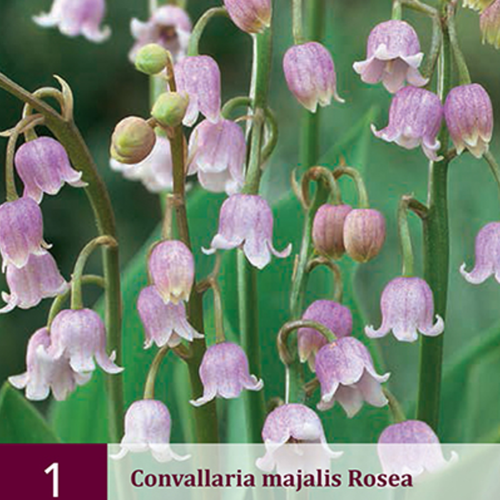 Muguet Rose - Convallaria Majalis