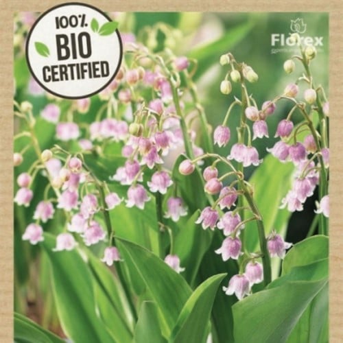 Convallaria Majalis Rosea - Muguet de Mai 100% BIO