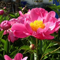 Paeonia Coral Sunset - Pivoine