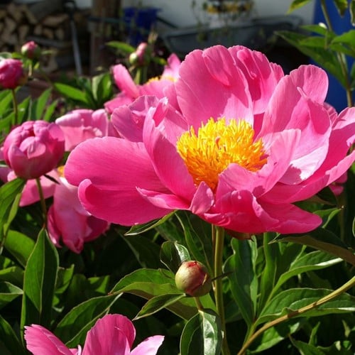 Paeonia Coral Sunset - Pivoine
