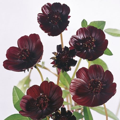 Cosmos Atrosanguineus - Cosmos « chocolat »