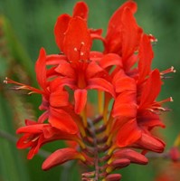 Crocosmia Lucifer - Montbretia (Plantes en Pot)