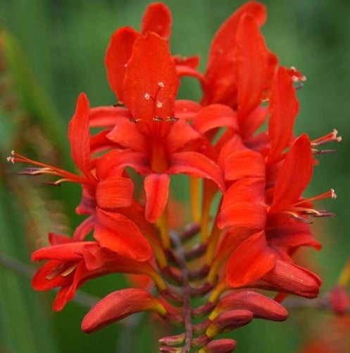Crocosmia Lucifer - Montbretia (Plantes en Pot)