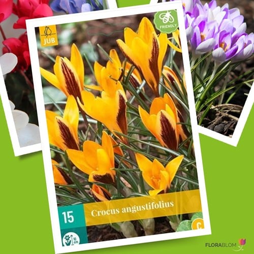 Crocus Angustifolius Cloth of Gold