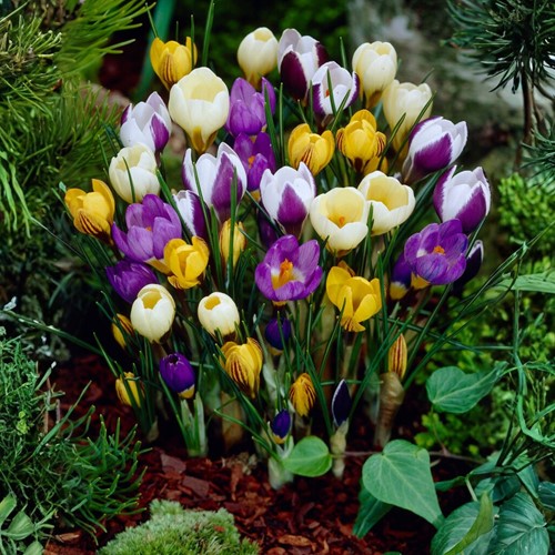 Crocus Botanique en Mélange