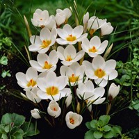 Crocus Ard Schenk