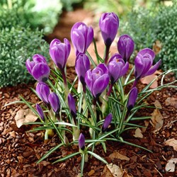 Crocus Grand Maitre