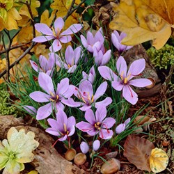 Crocus Safran
