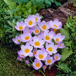 Crocus sieberi Firefly - Crocus de Sieber
