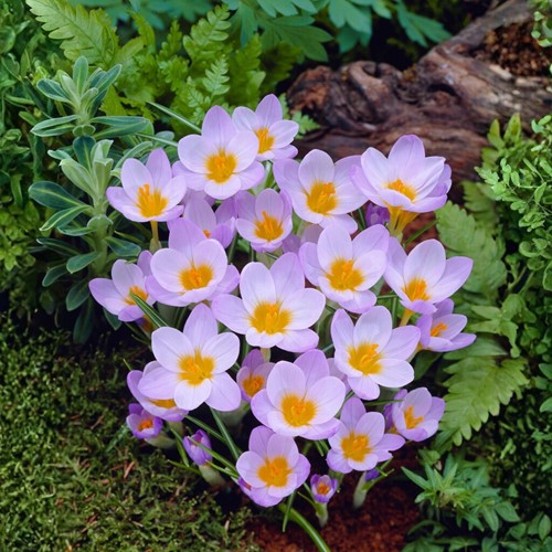 Crocus Rosalind - Crocus etruscus