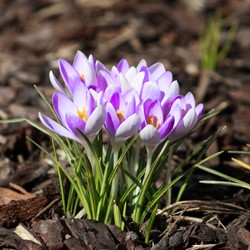 Crocus Vanguard